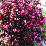 Саджанці вейгели Minor Black - Зображення 3