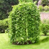 Саджанці плакучої шовковиці на штамбі "Pendyla" (штамб Н 1,2 - 1,5 м) - Зображення 2