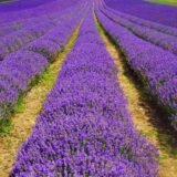 Саджанці лаванди англійської вузьколистої Munstead (h-20-30) - Зображення 5