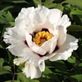 Піон деревовидний МІХ (1-річні) - Зображення 2