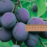 Саджанці сливи "Президент" (пізньоспілий сорт)