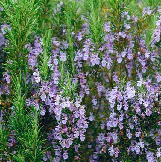 2416624476_sazhentsy-rozmarina.jpg Саджанці розмарину - Зображення 1