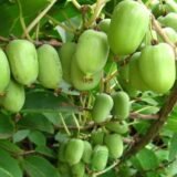 Саджанці актинідії "Київська великоплідна" (жіноча) П9