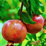 Саджанці гранату вуличного "Гюлоша" відводок С1 - Зображення 2