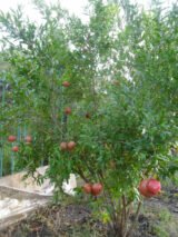 Саджанці гранату вуличного "Гюлоша" відводок С1 - Зображення 3