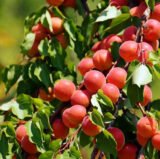 Саджанці абрикосу "Perle Cot" (середньоспілий сорт)