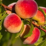 Саджанці персика "Кардинал" (середньоранній сорт, селекція США)