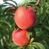 Саджанці персика "Канадіан Хармоні" (середньопізній сорт, канадська селекція)