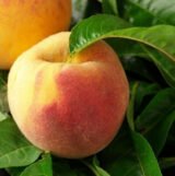 Саджанці персика "Топ Світ Т-5" (пізньоспілий сорт, канадська селекція)