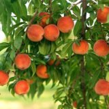 Саджанці персика "Вулкан Т-1" (середньоспілий сорт, канадська селекція)