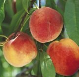 Саджанці персика "Вайн Голд Т-3" (середньопізній сорт, канадська селекція)