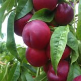 Саджанці нектарину "Нікітський 85" (ранньоспілий сорт)