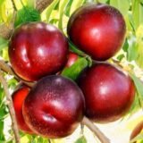 Саджанці нектарину "Ребус" (середньоранній сорт)