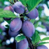 Саджанці сливи "Стенлей" (середньоспілий сорт)