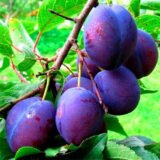 Саджанці сливи "Венгерка італійська" (середньопізній сорт)