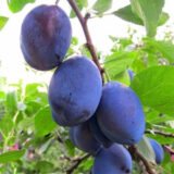 Саджанці сливи "Амерс" (пізньоспілий сорт)