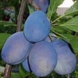 Саджанці сливи "Анна Шпет" (пізньоспілий сорт)