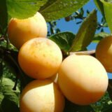 Саджанці сливи "Жовта Афаска" (пізньоспілий сорт)