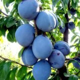 Саджанці сливи "Волошка" (середньопізній сорт)