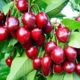 Саджанці черешні "Стакатто" (пізньоспілий сорт)