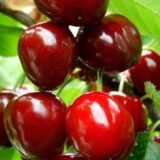 Саджанці черешні "Космічна" (середньоспілий сорт)