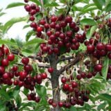 Саджанці колоновидної вишні "Ашанський гібрид" (раньоспілий сорт) - Зображення 2