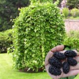 Саджанці плакучої шовковиці на штамбі "Pendyla" (штамб Н 1,2 - 1,5 м)