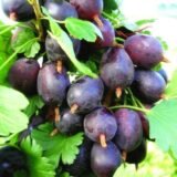 Саджанці агрусу "Чорномор"