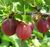 Саджанці агрусу безколючкового "Ксюша" - Зображення 2