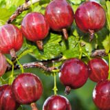 Саджанці агрусу безколючкового "Ксюша"