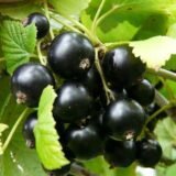 Саджанці смородини "Золотиста"