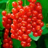 Саджанці смородини "Каскад"