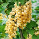 Саджанці смородини "Сніжана"