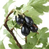 Саджанці йошти Йохини