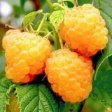 Саджанці малини "Жовтий Гігант" (середньорання)