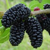 Саджанці чорної шовковиці "Шеллі" (щеплена)