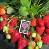 Саджанці полуниці "Альбіон", ремонтантний сорт (10 шт.) - Зображення 2