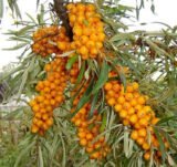 Саджанці обліпихи "Августина" (жіноча)