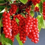 Саджанці лимонника китайського