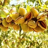 Саджанці мигдалю "Десертний" (привитий)