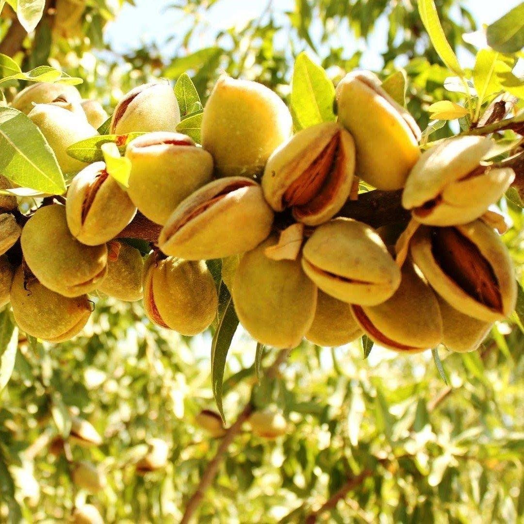 2442170865_sazhentsy-mindalya-desertnyj.jpg Саджанці мигдалю "Десертний" (привитий) - Зображення 1