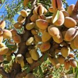 Саджанці мигдалю "Нікітський" 62 (привитий)