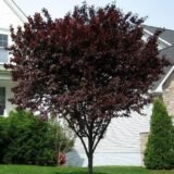 Саджанці декоративної сливи "PISSARDII"