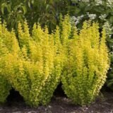 Барбарис Тунберга Голден Рокет