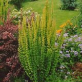 Барбарис Тунберга Еректа