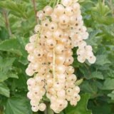 Саджанці смородини "Бланка" - Зображення 2