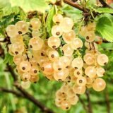 Саджанці смородини "Смолянівська"