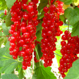 Саджанці смородини "Ровада"