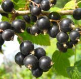 Саджанці смородини "Чорний Бумер" - Зображення 2