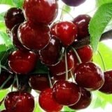 Саджанці вишні "Норд Стар" (середньопізній сорт)